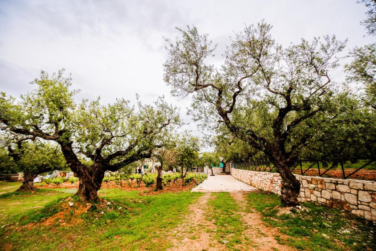 Tsantri Olive Grove Hébergement de vacances *