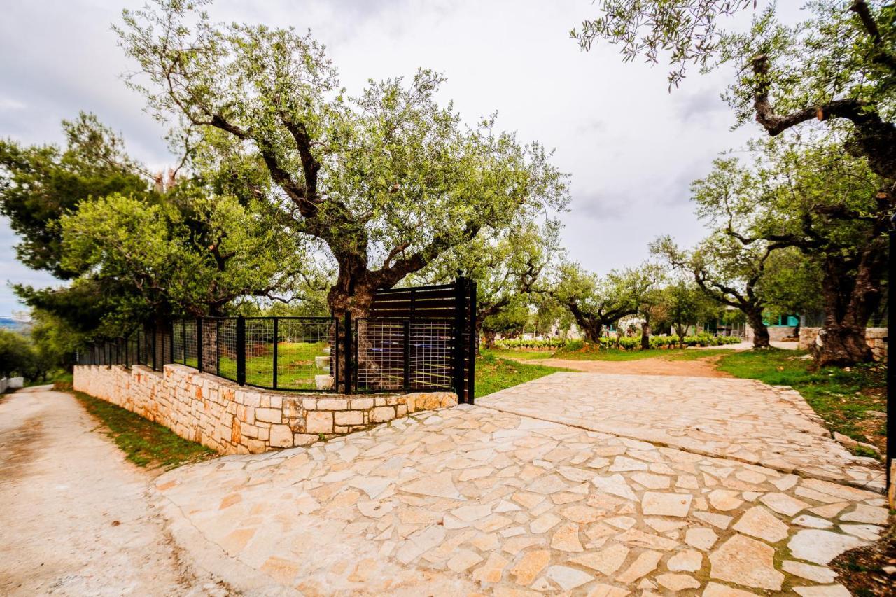 Tsantri Olive Grove Drakas